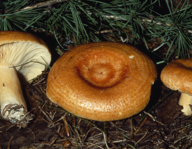 Рецепты засолки грибов краснушек