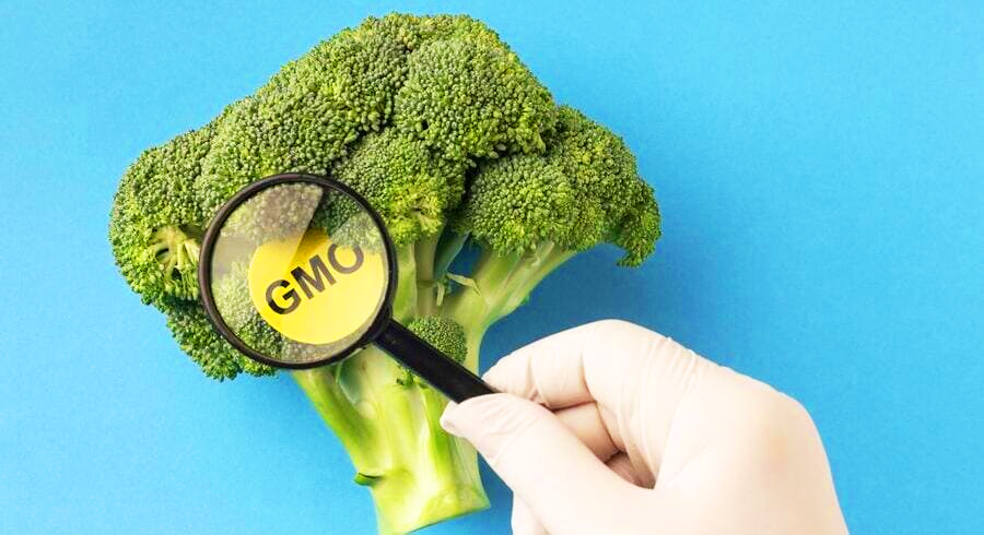 
                                    Могут ли ГМО продукты быть опасными для здоровья?                                